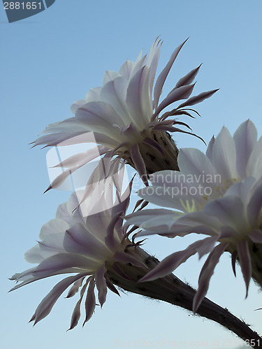 Image of flowers of cactus