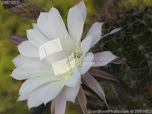 Image of flower of cactus closeup