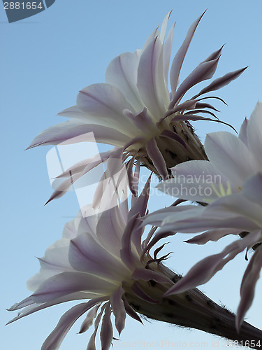 Image of flowers of cactus