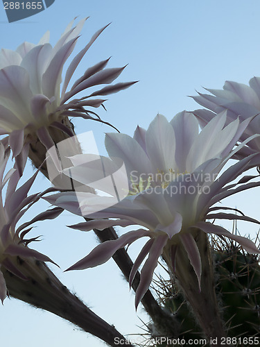 Image of flowers of cactus