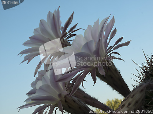 Image of flowers of cactus closeup