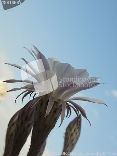 Image of flower of cactus