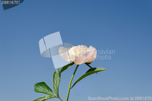 Image of white peony with green leaves blue sky background 