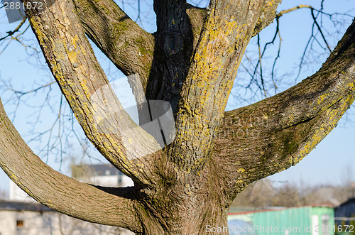 Image of close up of branched tree trunk 