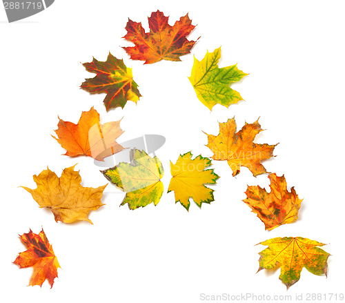 Image of Letter A composed of autumn maple leafs