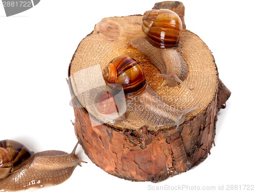 Image of Snails on pine-tree stump