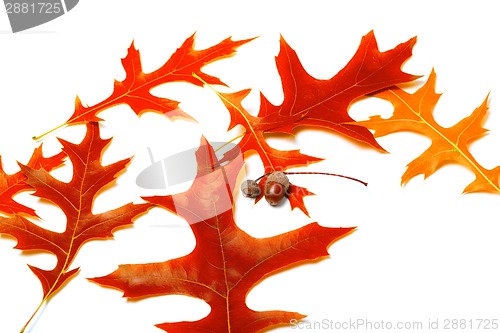 Image of Red autumn leafs of oak and acorns