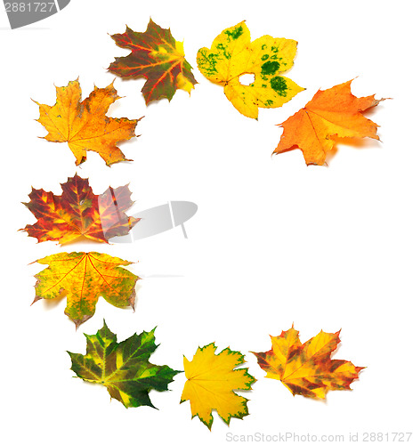 Image of Letter C composed of autumn maple leafs