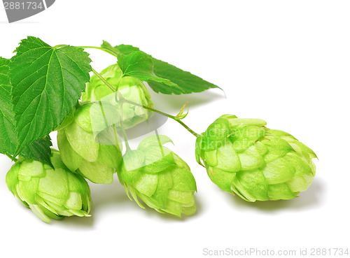 Image of Blossoming hop on white background 