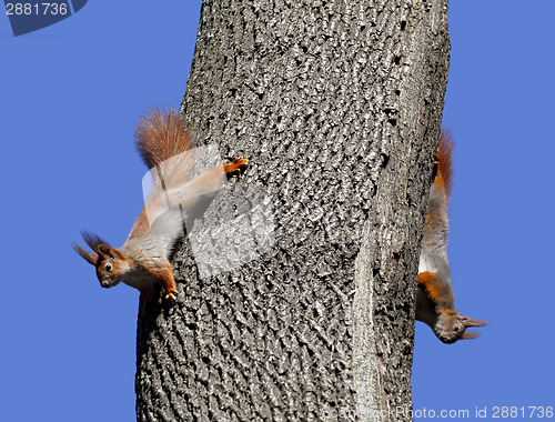Image of Two red squirrels play on tree
