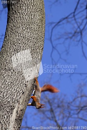 Image of Red squirrels on tree 