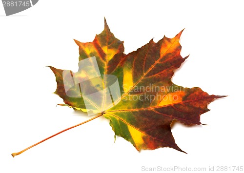 Image of Multicolor autumnal maple leaf