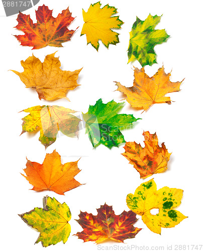 Image of Letter B composed of autumn maple leafs
