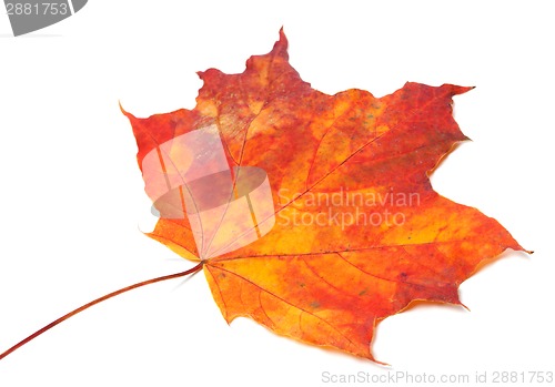 Image of Red autumn maple-leaf. Selective focus.