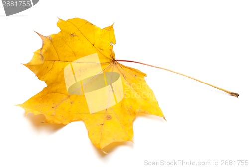 Image of Autumn yellow maple leaf