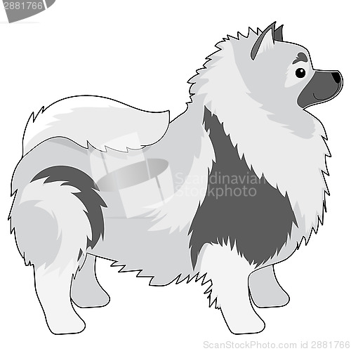 Image of Keeshond