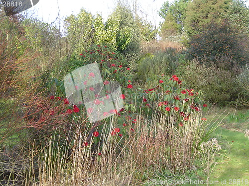 Image of Scotish Roses