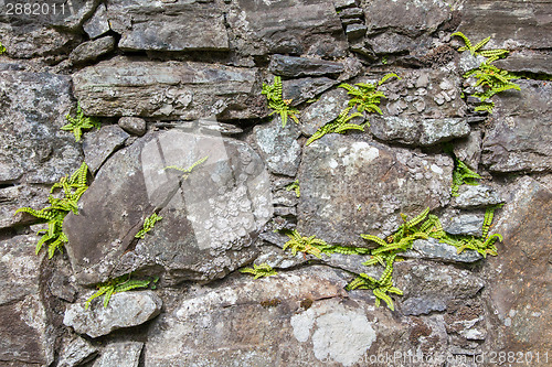 Image of Antique natural stonewall