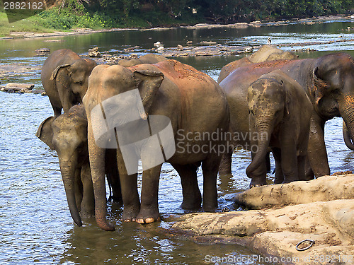 Image of Elephant bathing at the orphanage