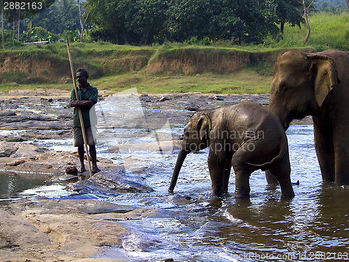 Image of Elephant bathing at the orphanage