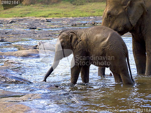 Image of Elephant bathing at the orphanage