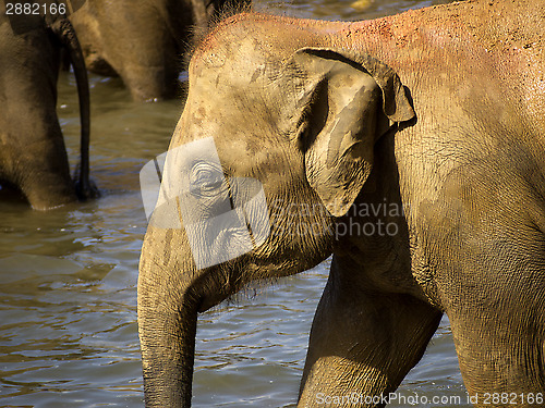 Image of Elephant bathing at the orphanage