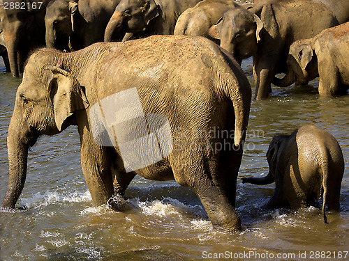 Image of Elephant bathing at the orphanage