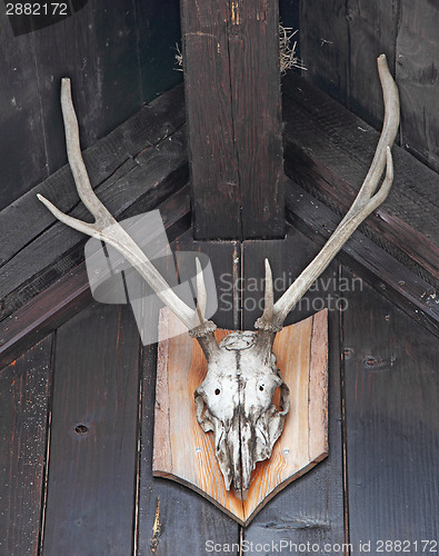 Image of Deer antlers