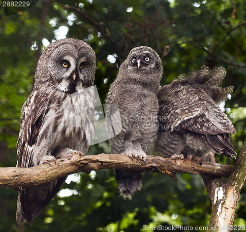 Image of Great grey owl