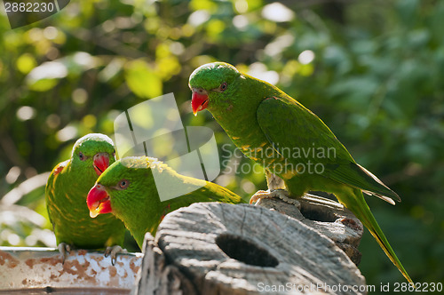 Image of Scaly-breasted Lorikeet