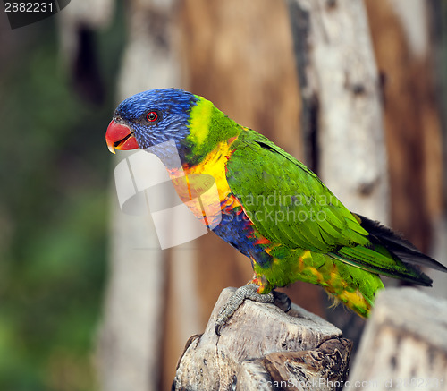 Image of Rainbow Lorikeet