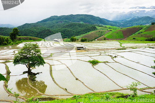 Image of Rice Terraces