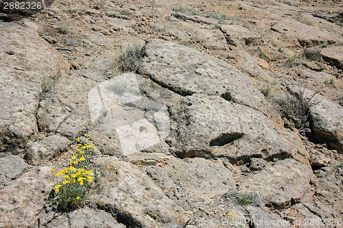 Image of False Goldenasters in New Mexico