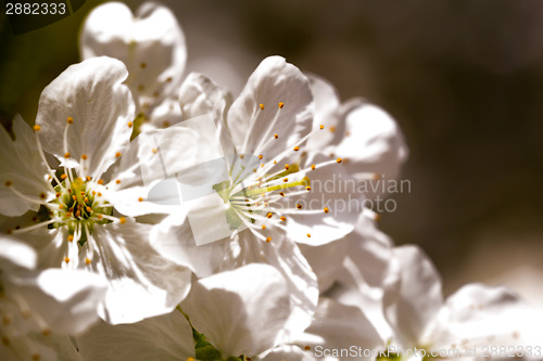 Image of Romantic cherry blossoms in spring