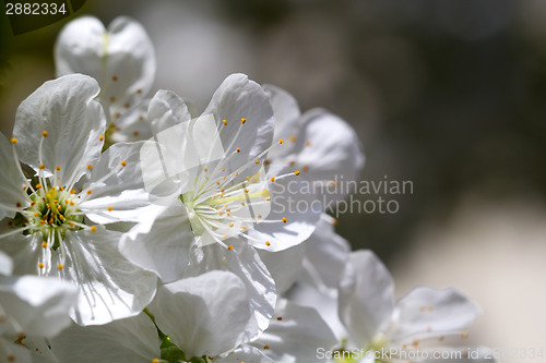 Image of Romantic cherry blossoms in spring