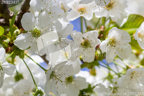 Image of Romantic cherry blossoms in spring