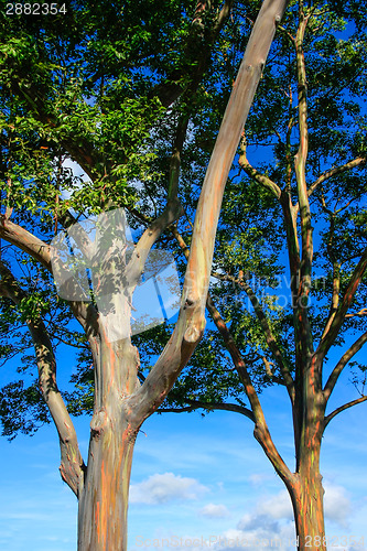 Image of An eucalyptus tree in Hawaii