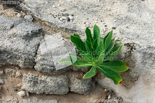 Image of Young plumeria