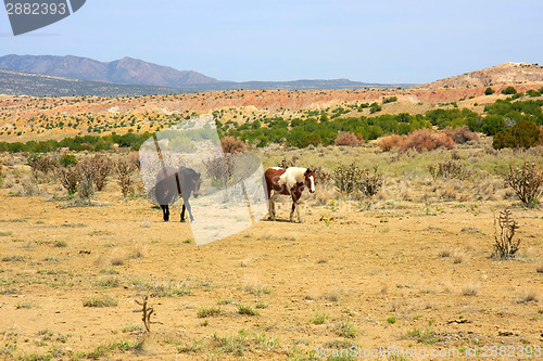 Image of Two wild horses in the desert