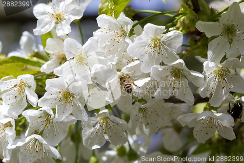 Image of Making some honey