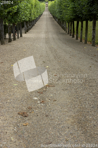 Image of Tree lined gravel track leading to garden, chateau de villandry, france