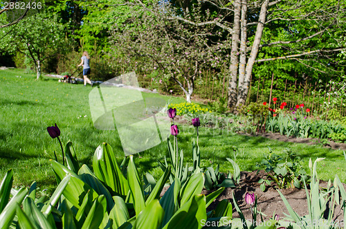 Image of garden spring tulip and woman cutting grass  
