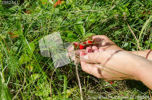 Image of hand palm gather pick wild strawberry in meadow 