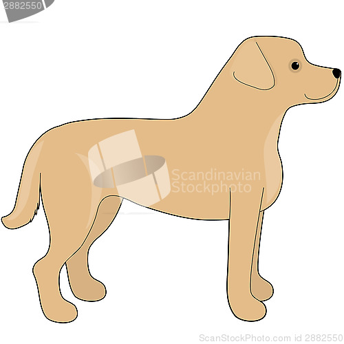 Image of Labrador Retriever