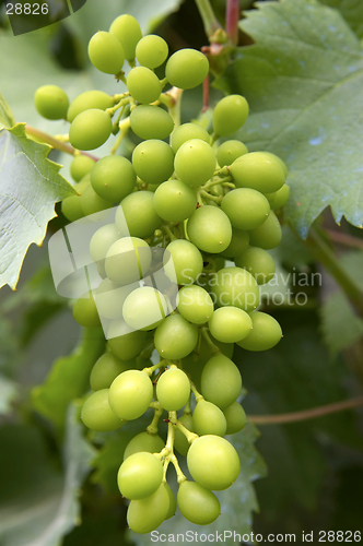 Image of Grapes hanging off vine, loire valley, france