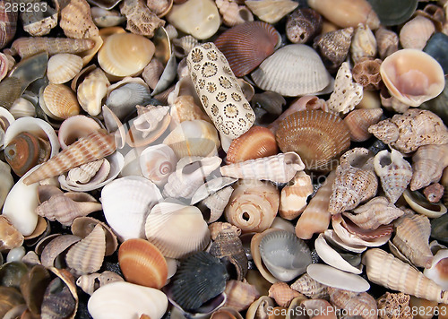 Image of Full Frame Photo of Small Seashells