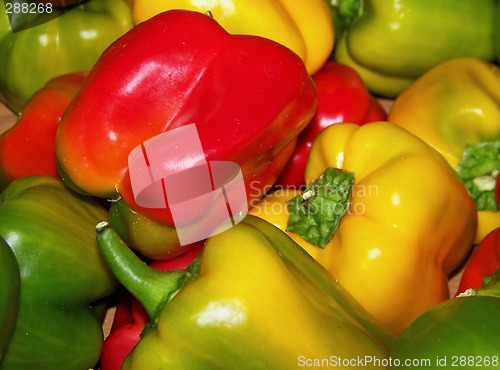 Image of Peppers Fresh From the Farm