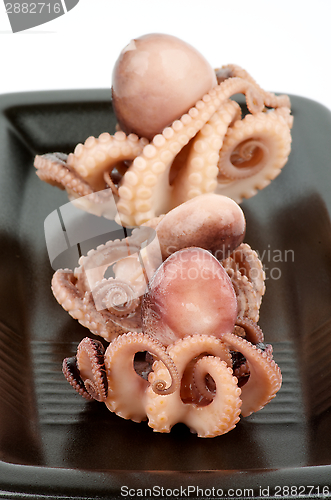 Image of Octopuses