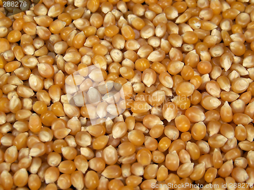 Image of Full Frame Photo of Yellow Popcorn Kernels