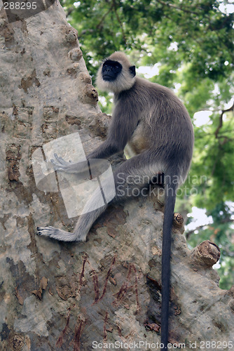 Image of Monkey on the tree